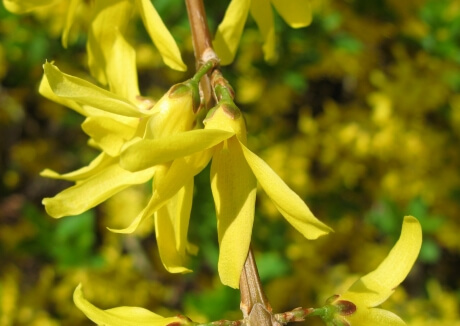 Ylang-Ylang