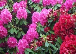 Rhododendron